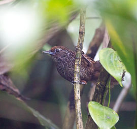 Assam & Mishmi Hills Birding Tour