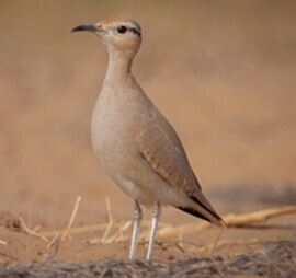 Rajasthan Birding Tour Rajasthan Birding Tour
